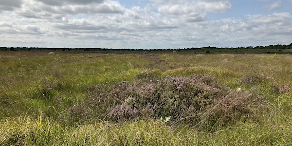 Whixall Moss Walk | Fenn's, Whixall & Bettisfield Mosses National Nature Reserve, Whitchurch, UK