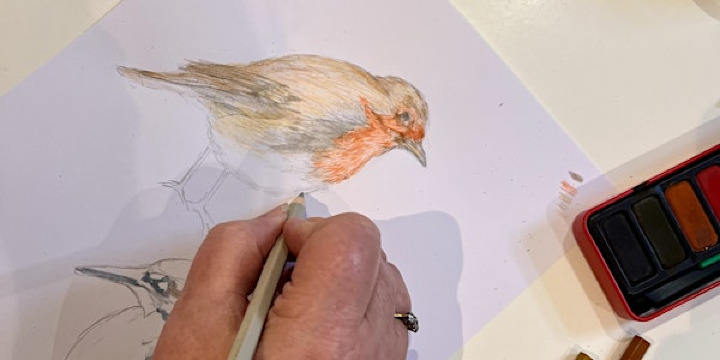 Bird Illustration Workshop at Attenborough Nature Reserve | Attenborough Nature Reserve - Parking at ANC