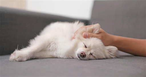 Understand Dog Pain & Discomfort | Healthy Pet Store