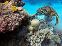 Great Barrier Reef