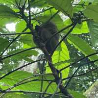 Tarsier @ Bohol, Philippines