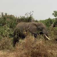 wildss at Ngorongoro 