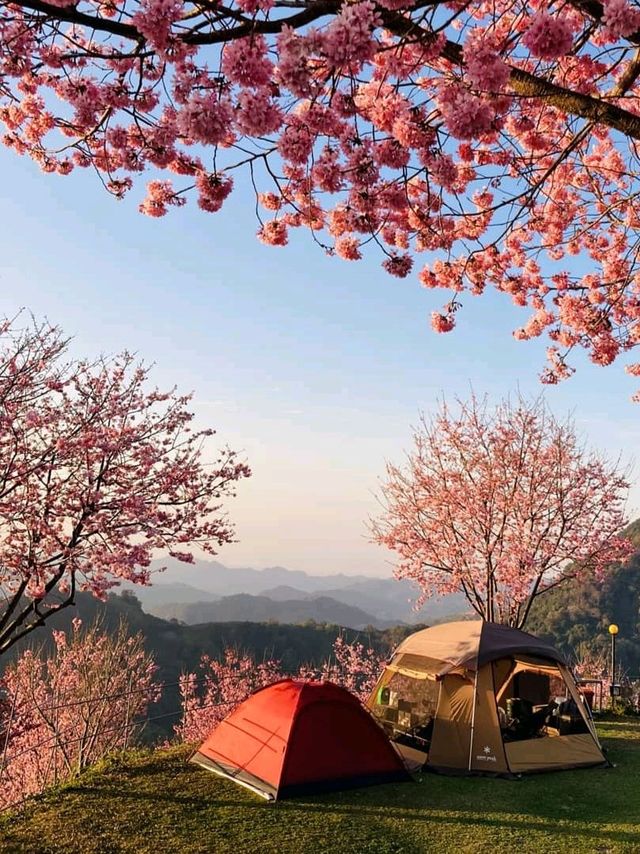 천상계 벚꽃 캠핑장