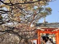 【京都観光】京都の映えスポット📸