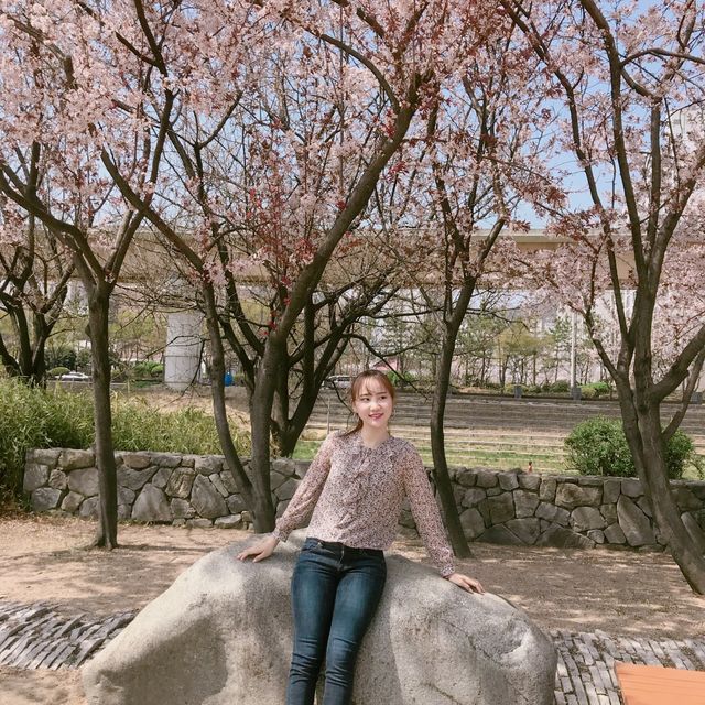 숨겨진 벚꽃 명소, 김해민속박물관