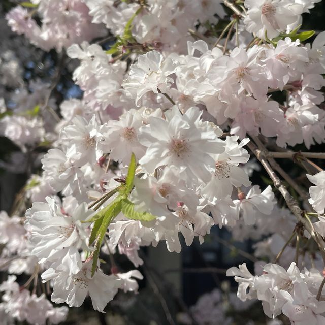 名古屋市守山区　フルーツパークのしだれ桜