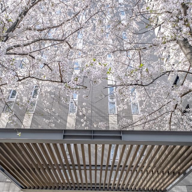 目黒川沿いのマンションの桜並木