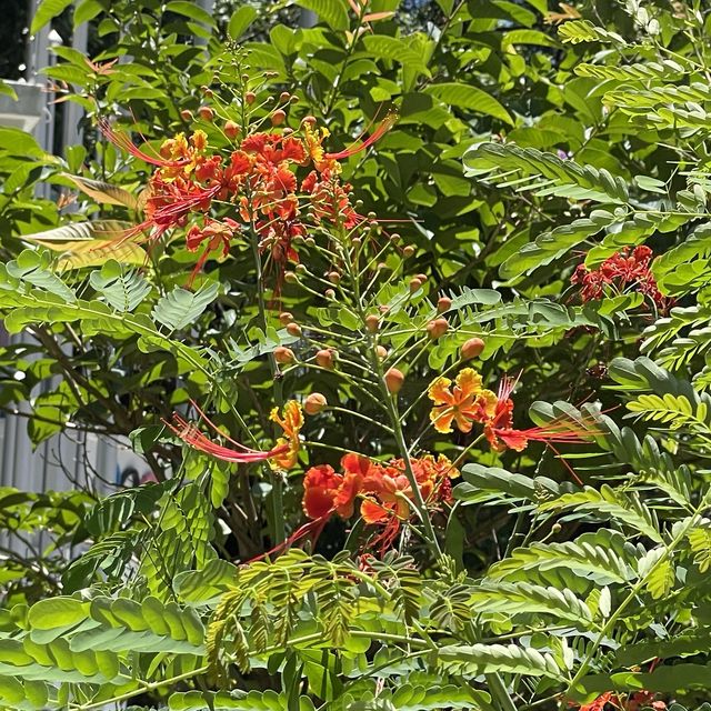 自然保育園地-香港公園 自然保育園地-香港公園