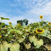 【最後のひまわり】あけぼの山農公園