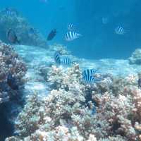 Diving in Nha Trang