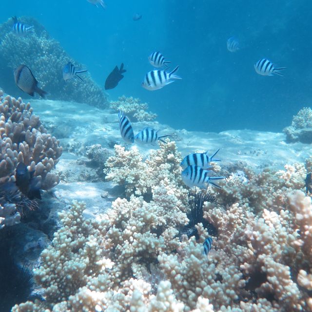 Diving in Nha Trang