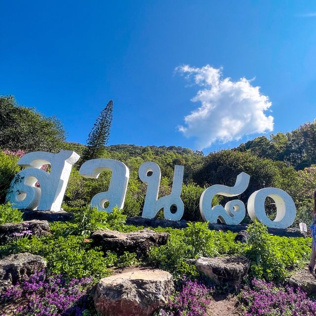สวน80 ดอยอ่างขาง เชียงใหม่