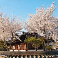 Cherry Blossoms at Seoak-dong, Gyeongju
