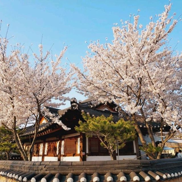 Cherry Blossoms at Seoak-dong, Gyeongju