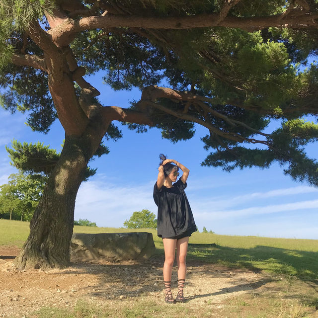 [경북/경주]경주에서 인생샷과 피크닉을 한 번에!❣️