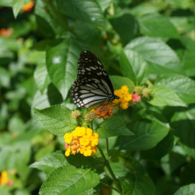 🦋보홀 나비 보호 센터에서 나비가 되어 볼 수 있어요