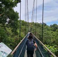 Free standing suspension bridge in the forest