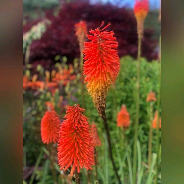 化腐朽為神奇～Eden Project @Cornwall