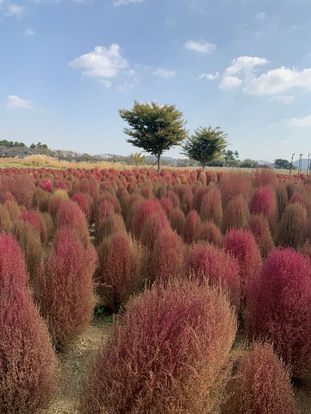 💐🍂 경기도 시흥 갯골생태공원에서 감상한 핑크뮬리 🍂💐