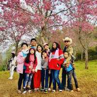 ภูเขาสีชมพูที่ภูลมโล