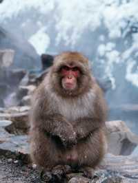 Monkey Paradise in Winter, Tokyo 