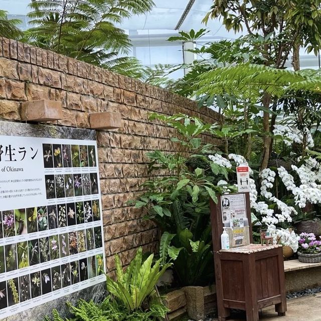熱帯ドリームセンター