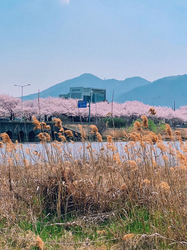 부산 벚꽃나라 자연탐방 ‘삼락생태공원’ 🌱