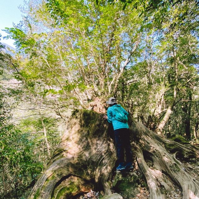 【屋久島】太鼓岩