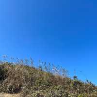 山賞芒草之旅🌾