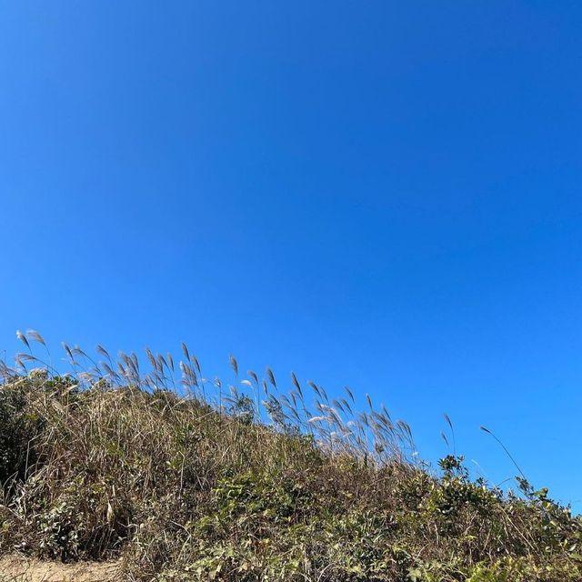 山賞芒草之旅🌾