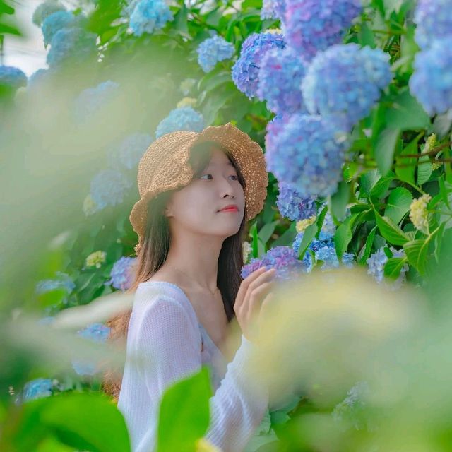 🌊바다와 함께 수국을 즐길 수 있는곳 [거제도, 저구항]