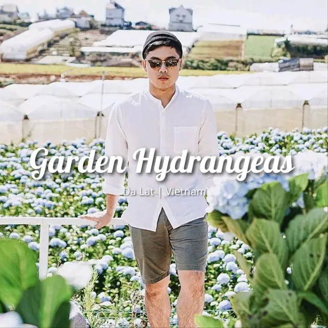 Garden Hydrangeas, Da Lat | Vietnam