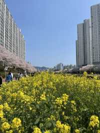 부산 최대 규모의 벚꽃 명소, 온천천🌸