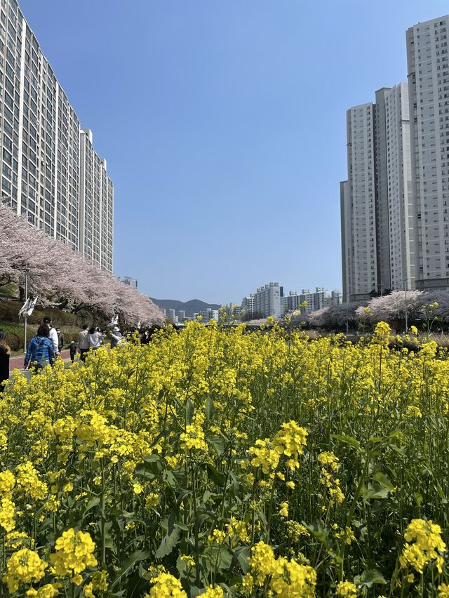 부산 최대 규모의 벚꽃 명소, 온천천🌸