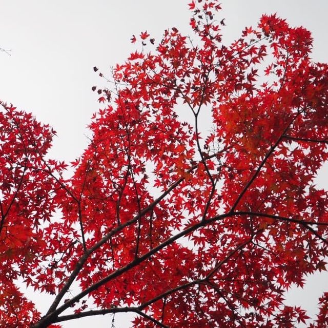 湯布院❤️此生必去九州景點‼️古色古香小店