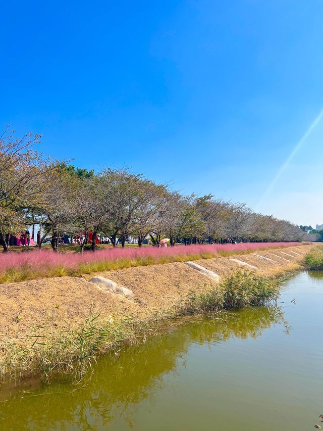 갈대속에 쏘옥🌾 시흥에서 가을여행🤎