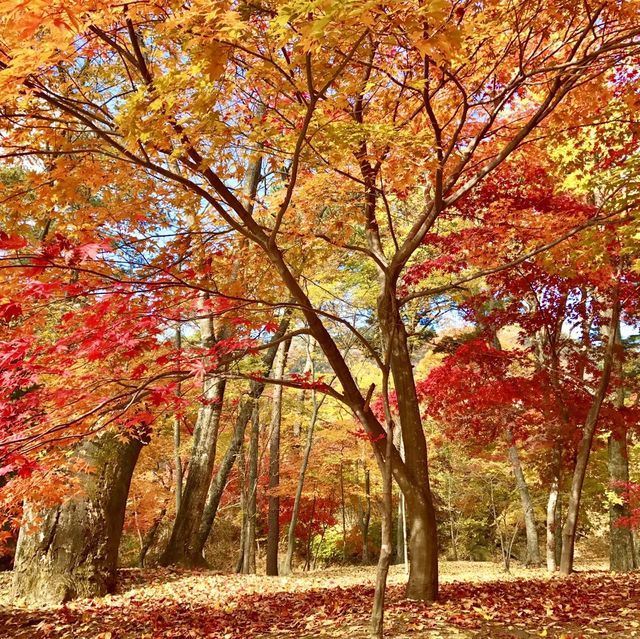 경남 합천 해인사 단풍놀이🍁🍂 가야산 소리길