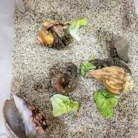Tanjung Sepak day trip