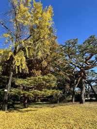 단풍이 절정인 서울대학교🍁
