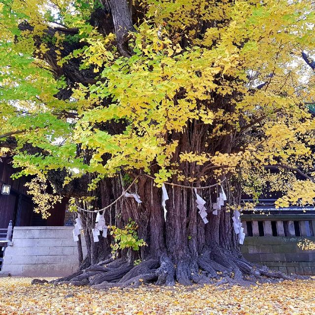 葛飾八幡宮 千本いちょう 今見頃