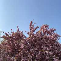 경주 벚꽃은 겹벚꽃이지 🌸