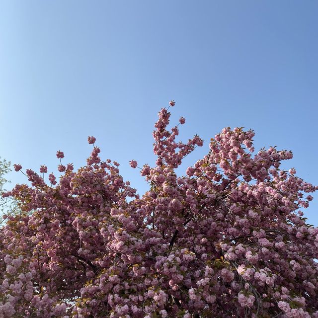 경주 벚꽃은 겹벚꽃이지 🌸 경주 벚꽃은 겹벚꽃이지 🌸