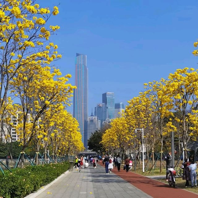磨碟沙公園－黃花風鈴木