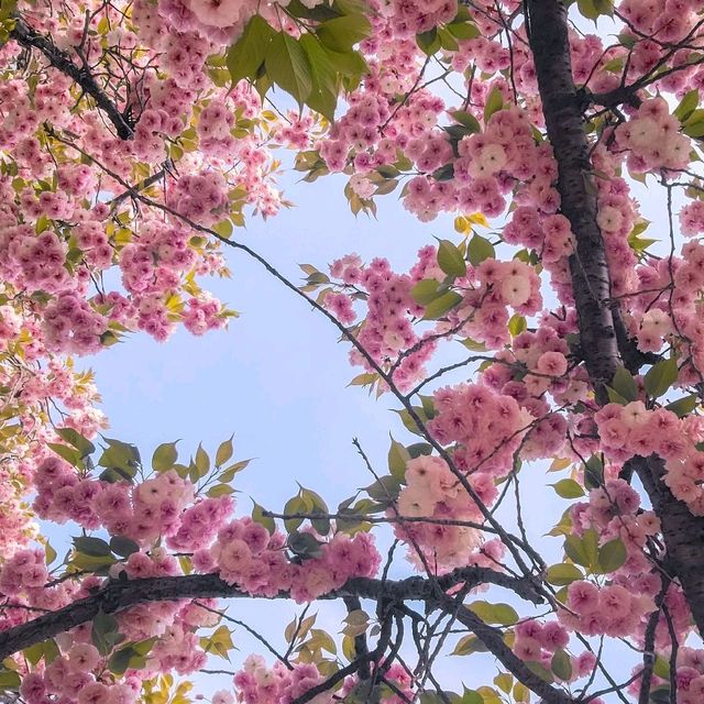 경주 겹벚꽃 핫플