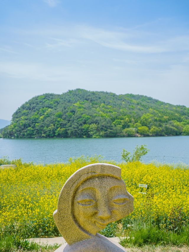 🌼 경주 불국사 근처 유채꽃 해바라기 카페 바실라 
