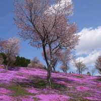 北海道瀧上芝櫻公園