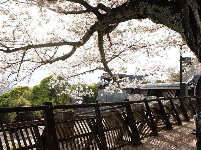 四國愛媛縣必參觀打卡的名城｜松山城