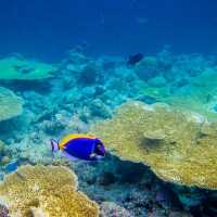 The Amazing Marine Life In Maldives 