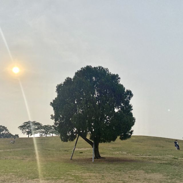 올림픽공원 “나홀로나무” 🌳