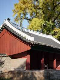 ใบไม้เปลี่ยนสีที่ Sungkyunkwan
